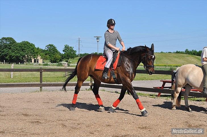 Dansk Varmblod Marco Bell (R.I.P) - Dressur på ridebanen 2011
Så fin han er den ¨den lille pony¨ billede 8