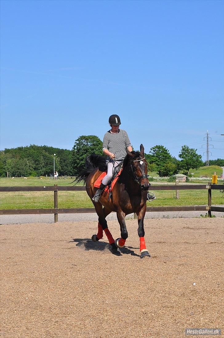 Dansk Varmblod Marco Bell (R.I.P) - Dressur 2011
Han var sød, men frisk den dag! billede 6