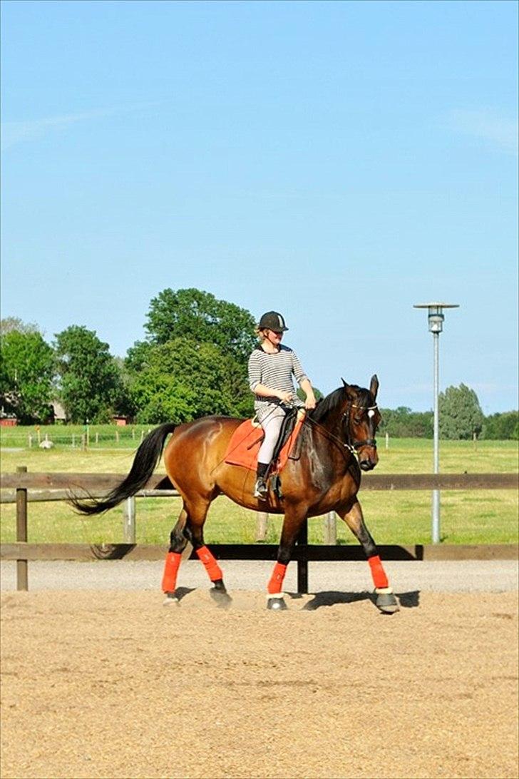 Dansk Varmblod marco bell - dressur 2011 rytter: sofie
fotograf Cecilie billede 16