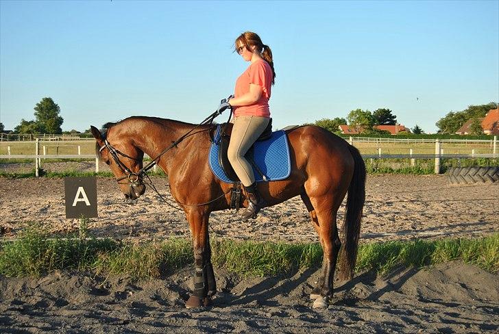 Traver Oscar Fønix billede 8