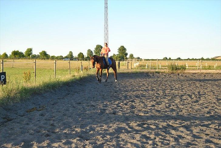 Traver Oscar Fønix billede 10
