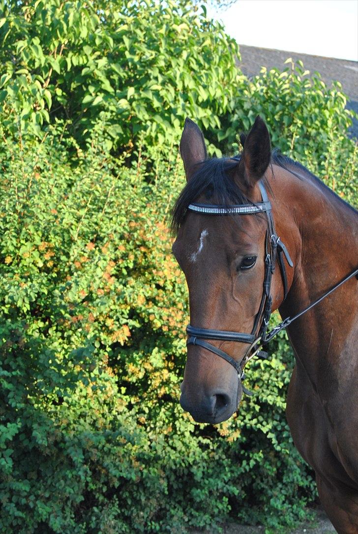 Traver Oscar Fønix billede 11