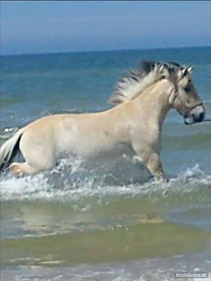 Fjordhest  aflivet   Bella Granly PRINSSEN billede 15