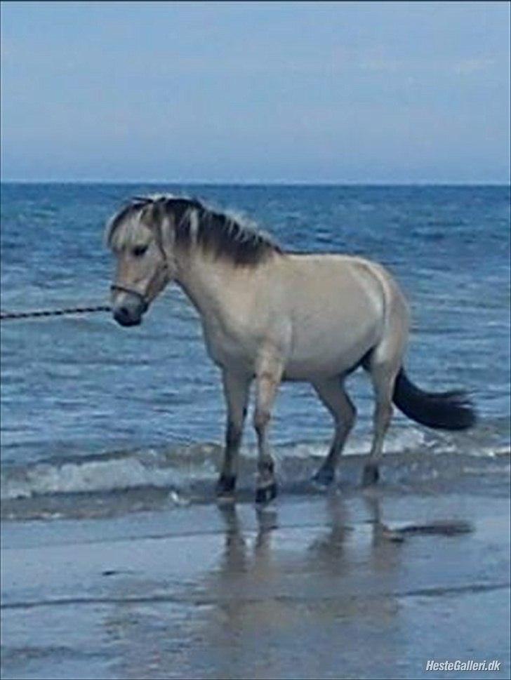Fjordhest  aflivet   Bella Granly PRINSSEN billede 16