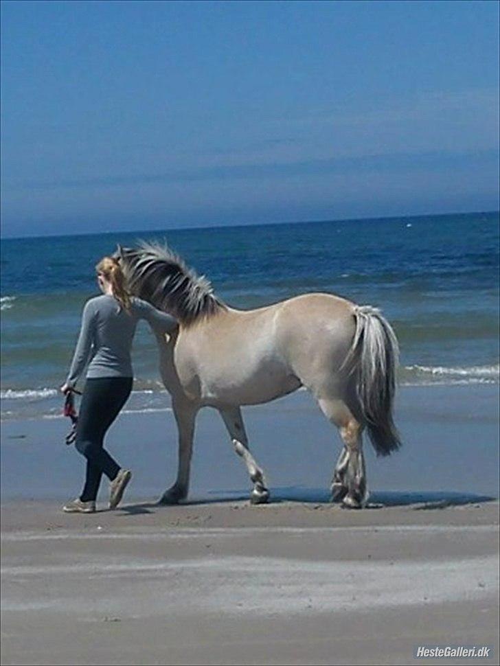 Fjordhest  aflivet   Bella Granly PRINSSEN billede 18