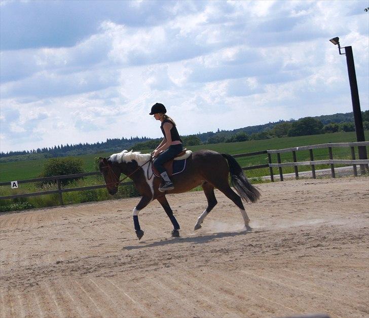 Anden særlig race *Vedhaugegårds High Five* SOLGT - Fine lille Elvis ;-) billede 14