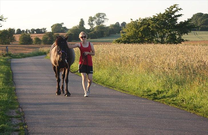 New Forest Lillie-Lund'S Vicki Bell - FOTO: Liselotte Luther (mor) 27. juni 2011 | Den lækre og jeg på lille gåtur :) billede 4