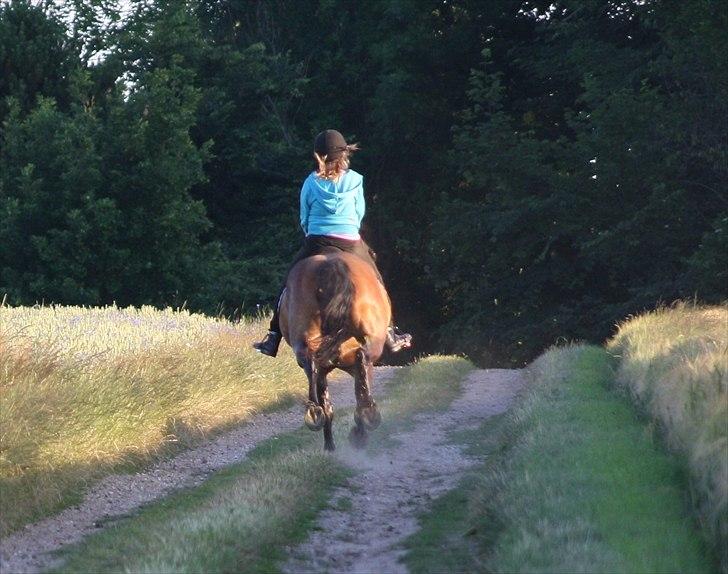 Norsk Døle Bella Bolina (Totten) - Bolina når hun er bedst i fuld galop ;D
 billede 10