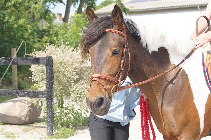 Anden særlig race *Vedhaugegårds High Five* SOLGT - <3 billede 15