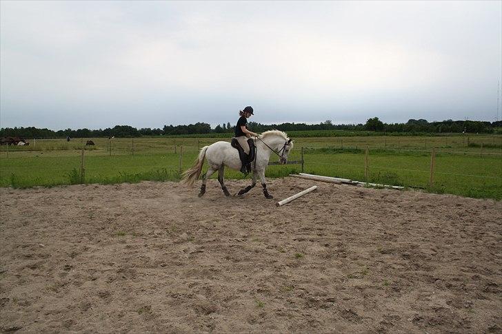 Anden særlig race Athena - så er vi i fuld gang med tilridning i skridt og trav :) billede 12