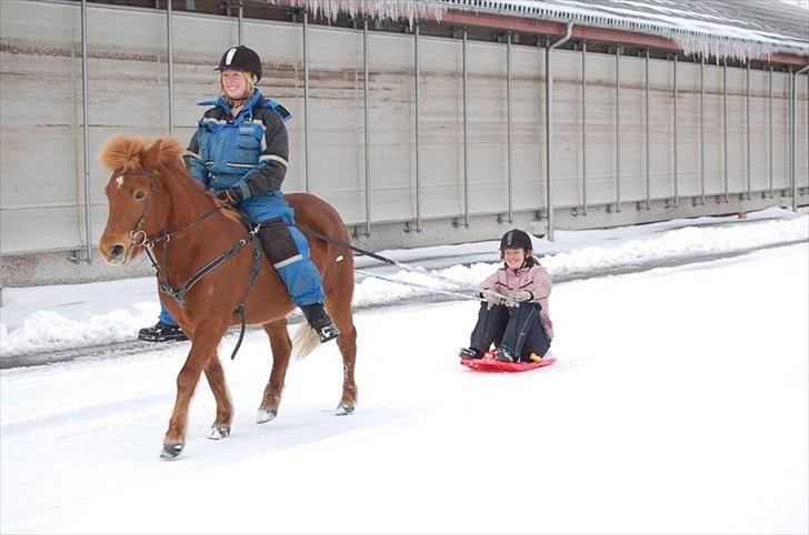Islænder Embla fra Hessellund - En af de mange gode slædeture i Jylland vinter 2011 :D billede 17