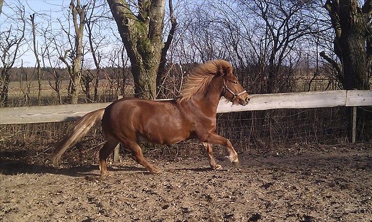 Islænder Embla fra Hessellund - På ridebanen i Jylland :D billede 18