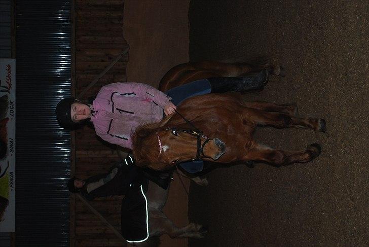 Islænder Embla fra Hessellund - Dressur i et hyggeligt lille ridehus i Jylland ;) billede 19