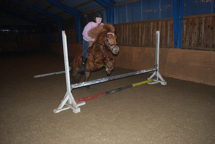 Islænder Embla fra Hessellund - Spring uden sadel i Jylland <3 billede 20