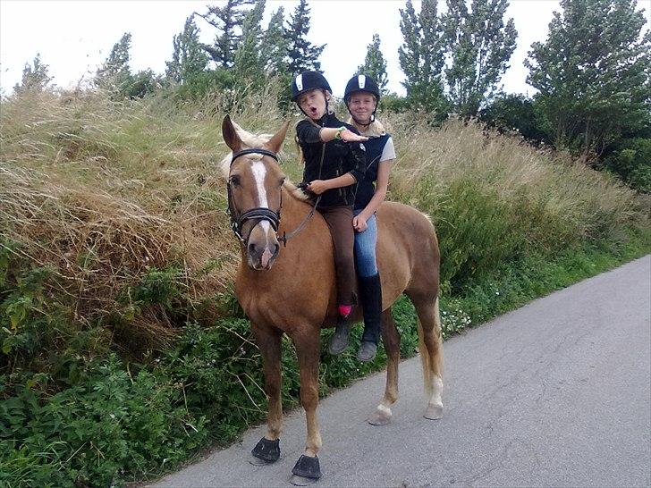 Anden særlig race Mitzi - Solgt billede 15