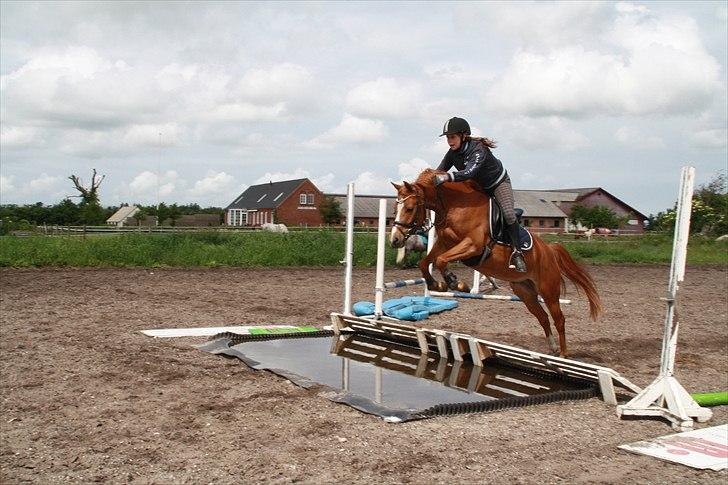 Anden særlig race Stald Hove's Safa Junior *SOLGT* - Jeg springer stor vand på den seje Junior :-D<3 det var over et halvt år siden vi sprang sidst :')<3 foto; Helene Korsgaard :) billede 4