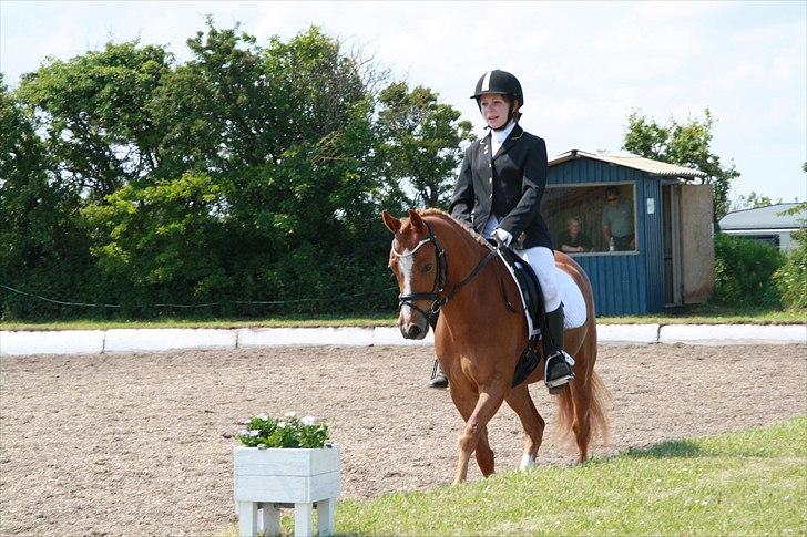 Anden særlig race Stald Hove's Safa Junior *SOLGT* - Til c stævne i Løgstør ;D<3 her i en la1 hvor vi blev nr. 4 :)<3 foto Helene Korsgaard ;) billede 9