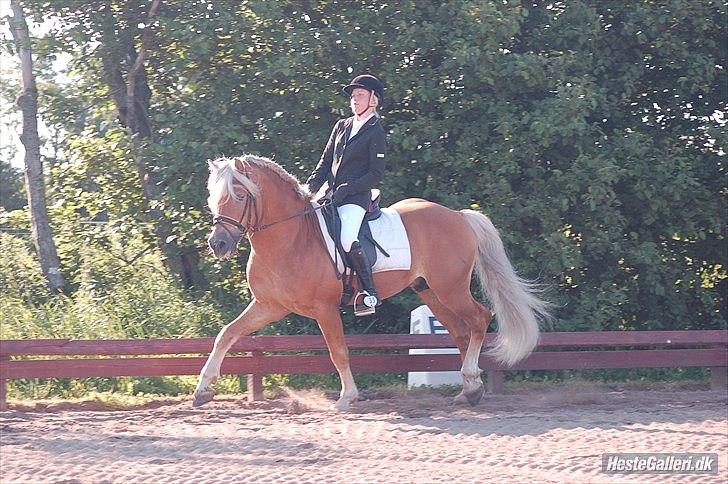 Haflinger Almbue D - se en trav han har :)<333 billede 12