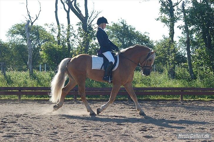 Haflinger Almbue D - i en lc 3:)<33 billede 13