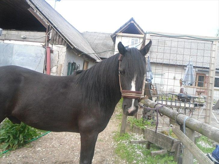 DSP Starligth!<3 - Uff du dejlig min dreng!<3 billede 1