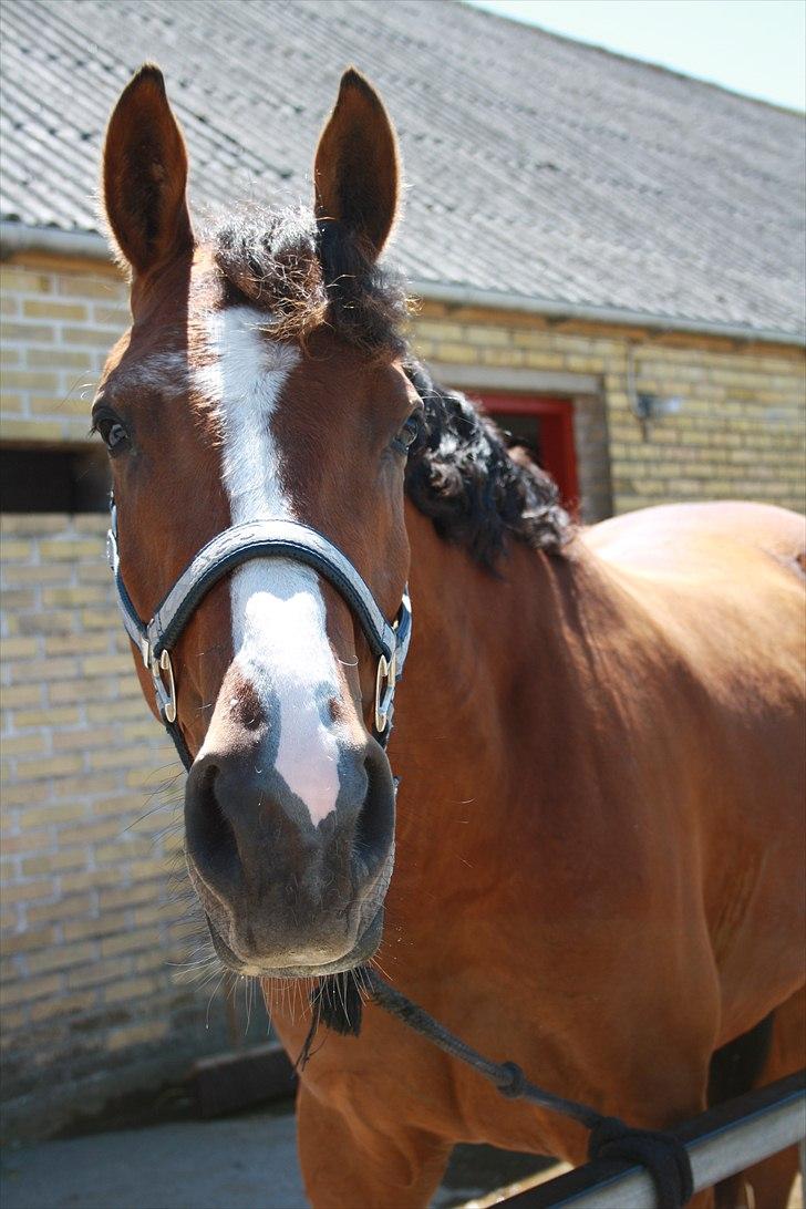 Anden særlig race Søndergårds Cavallie billede 2
