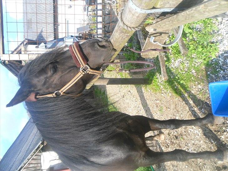 DSP Starligth!<3 - Du skøn basse!<3 billede 2