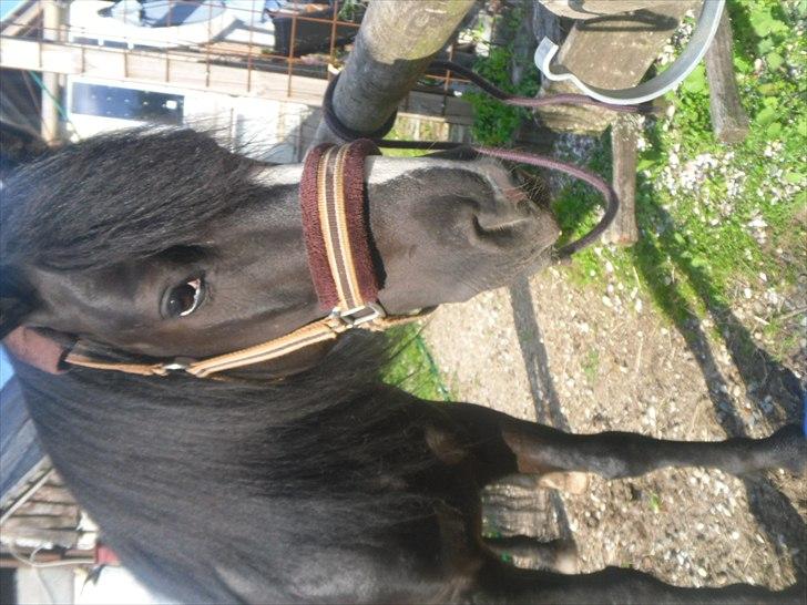 DSP Starligth!<3 - Ingen slår din charme!<3 billede 3