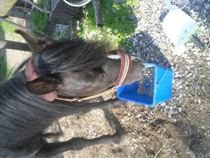 DSP Starligth!<3 - Spise trold!<3 billede 4