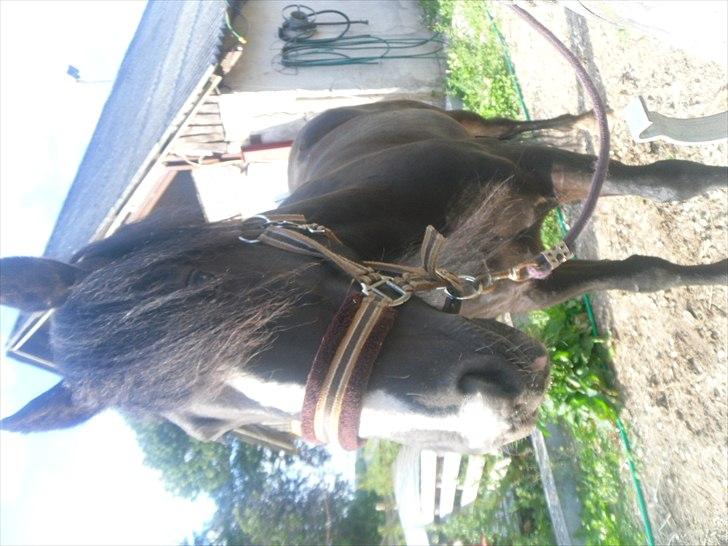 DSP Starligth!<3 - Smukke dreng!<3 billede 5