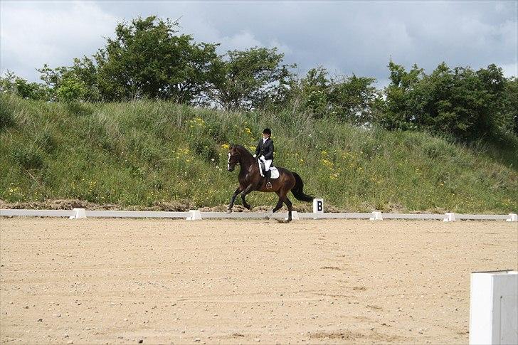 Dansk Varmblod Dancing star billede 7