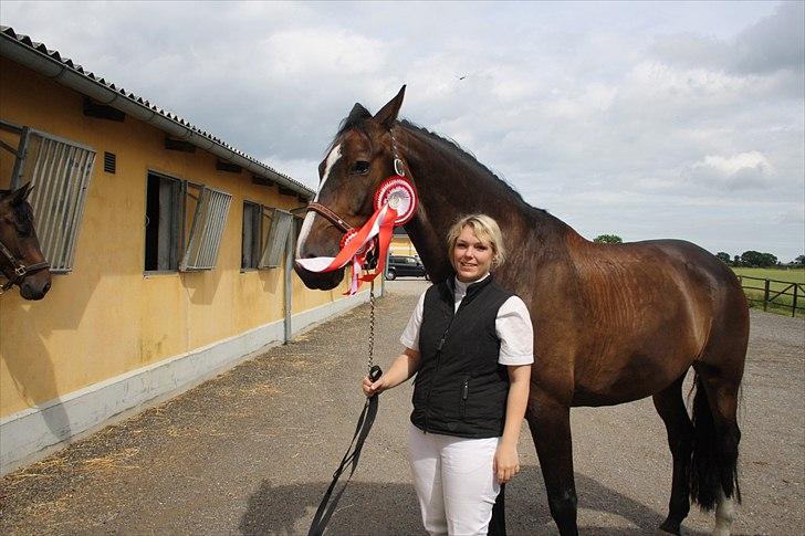 Dansk Varmblod Dancing star billede 10