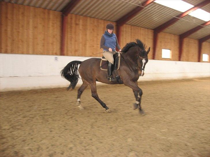 Dansk Varmblod Dancing star billede 12