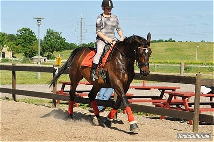 Dansk Varmblod Marco Bell (R.I.P) billede 4