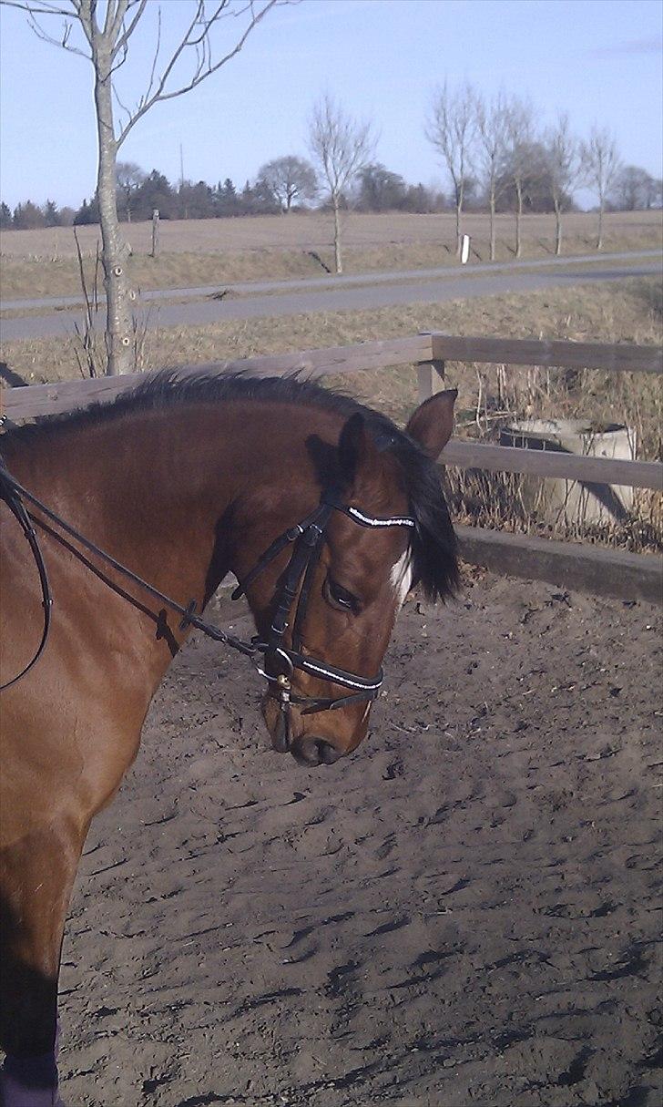 Tysk Sportspony Pontus - Min mor rider min smukke pony. billede 1