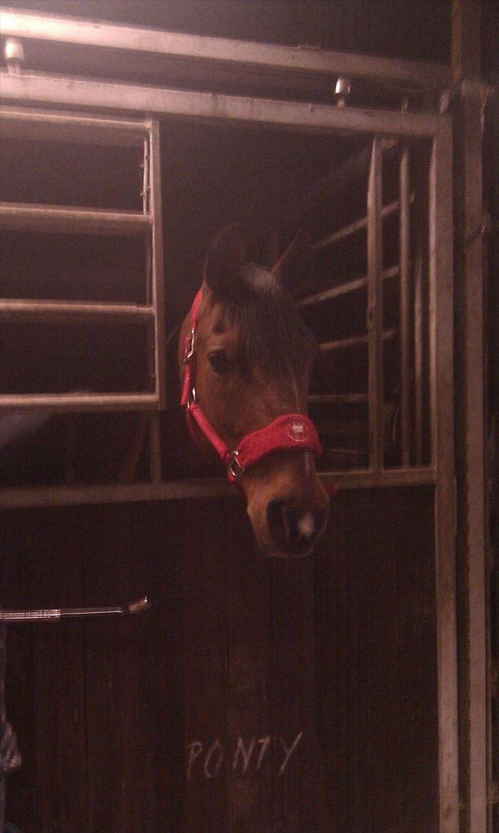Tysk Sportspony Pontus - Min pony kigger ud vi har lide redet. billede 2