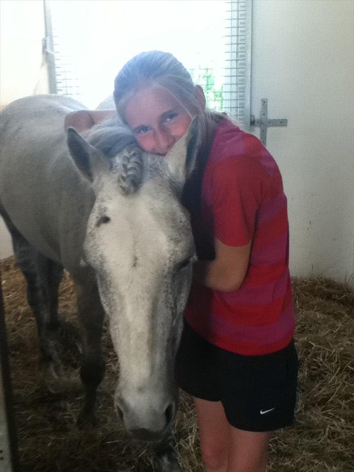 Irsk Sportspony IRISH JOKER - „Gode venner er som stjerner. Man kan ikke altid se dem, men man ved de altid er der.“ billede 10