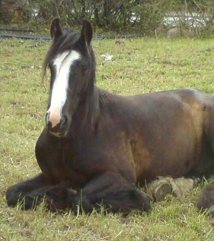 Irish Cob Kloster's Maxi - *vikarhesten* billede 10