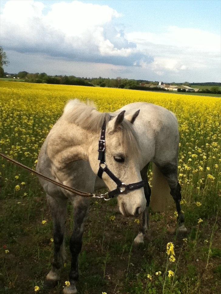 Irsk Sportspony IRISH JOKER - Da raps markernevar gule<3 billede 11