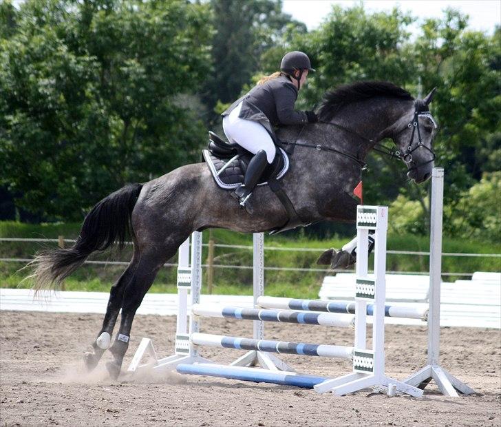 Holstener Magic Ghost  - Billedet er venligst taget af Charlotte Kvist :) billede 13