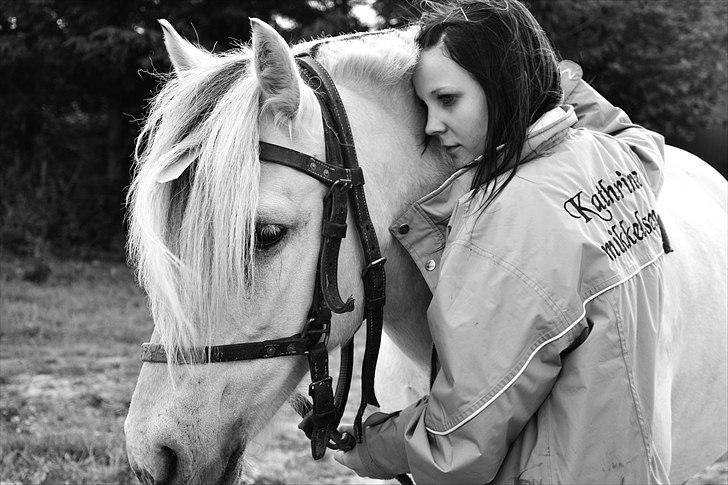 Fjordhest Susse - SAVNET! - den sidste dag :-(. billede 12