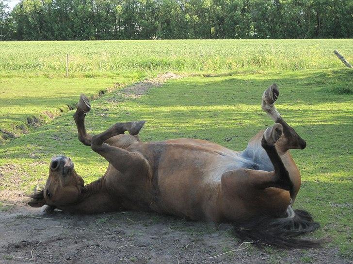 New Forest Mynte Af Bakken - Intet er bedre end en god rulletur efter en dejlig ridetime xD ...  billede 10