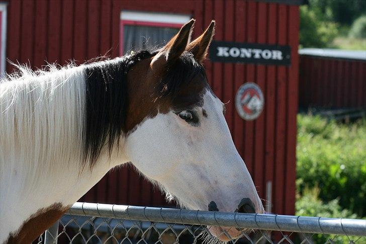 Anden særlig race Bess - Skøøn pony<3 Sidste dag med hende billede 5