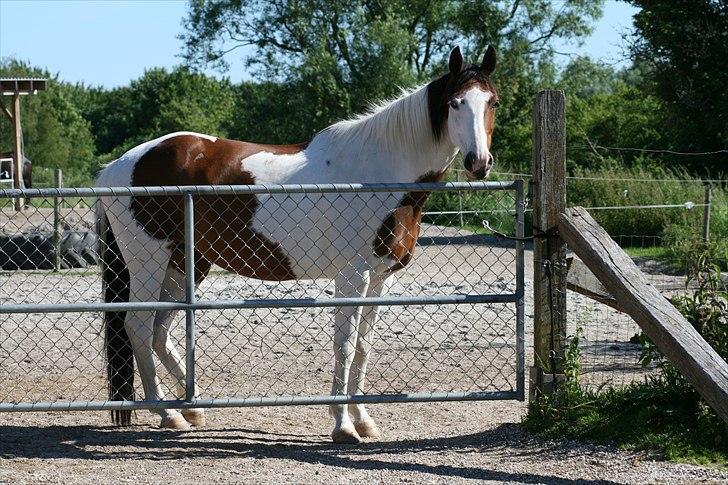 Anden særlig race Bess - Heej :) billede 1