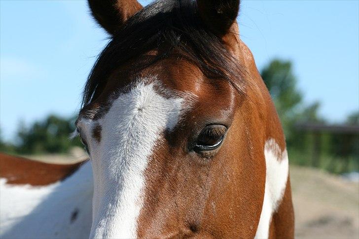 Anden særlig race Bess - Smukke pony. Sidste dag med hende billede 6