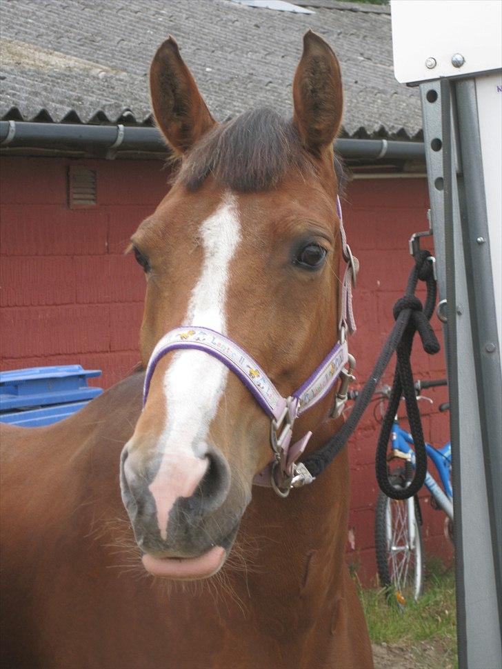 New Forest Mynte Af Bakken - Nuue, er hun ikke bare vidunderlig? <3 billede 15