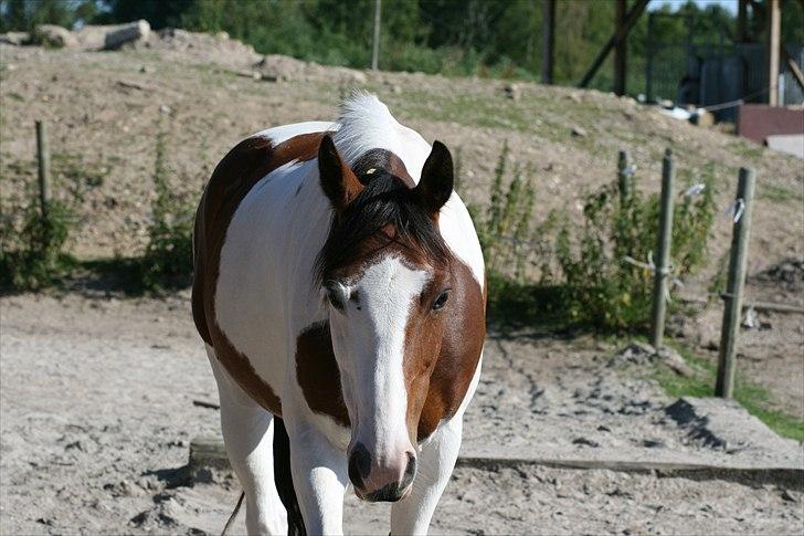 Anden særlig race Bess - Hun kommer altid når hun ser en :') Sidste dag med hende billede 2