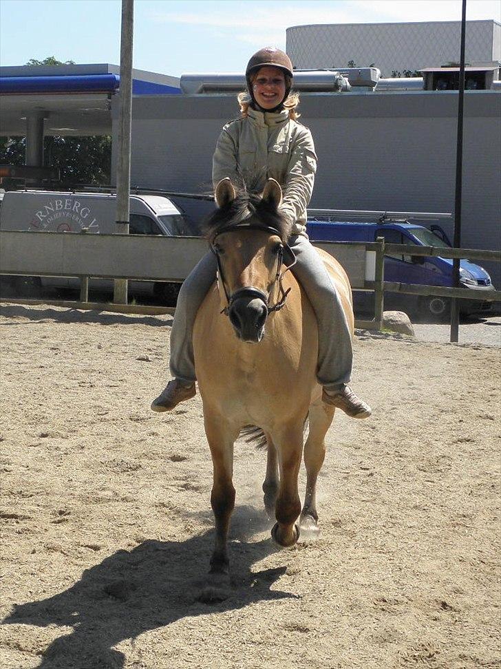 Fjordhest Kastanjegårdens Bolette  - Traver uden bid på banen :D<3 billede 18