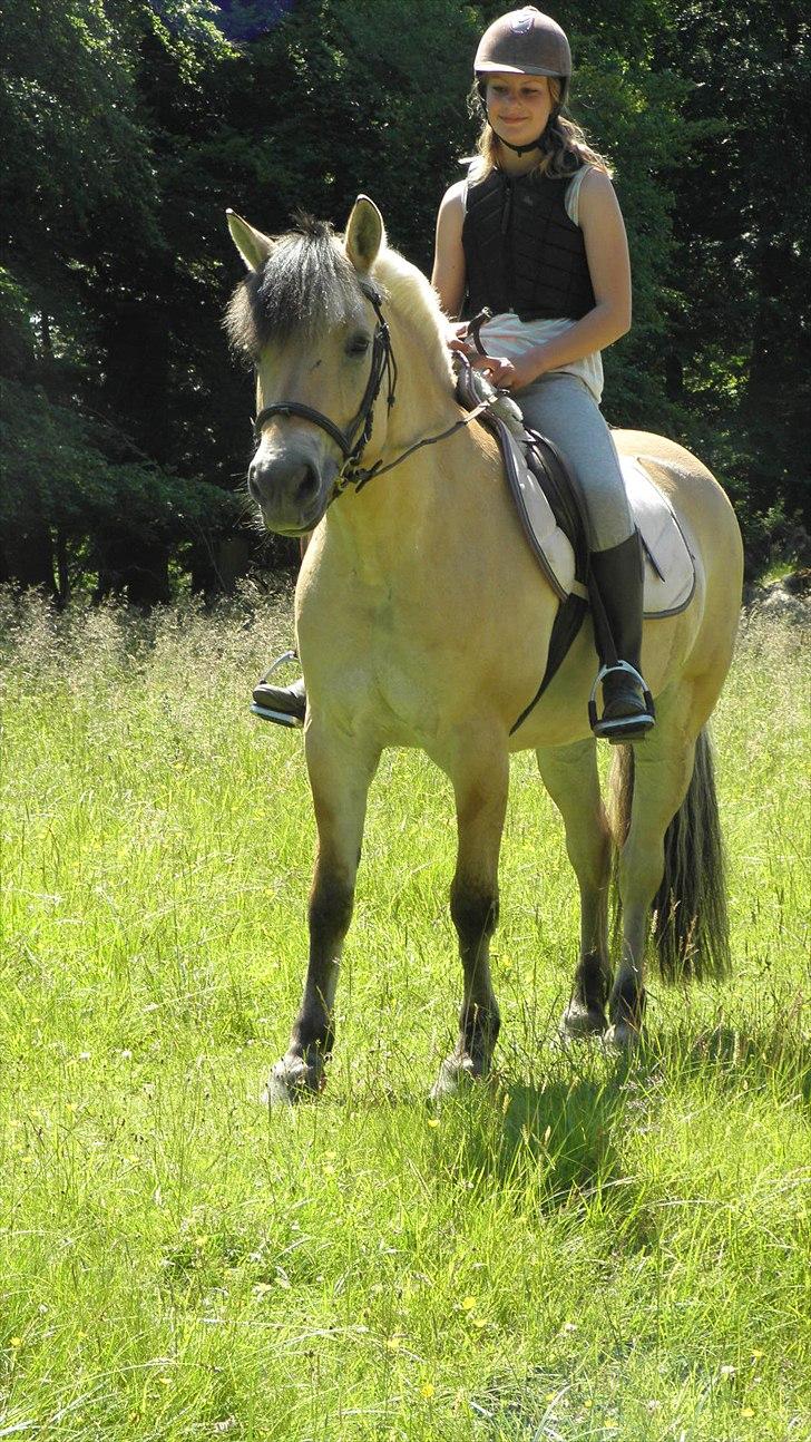 Fjordhest Kastanjegårdens Bolette  - Min elskede pony!<3 billede 19