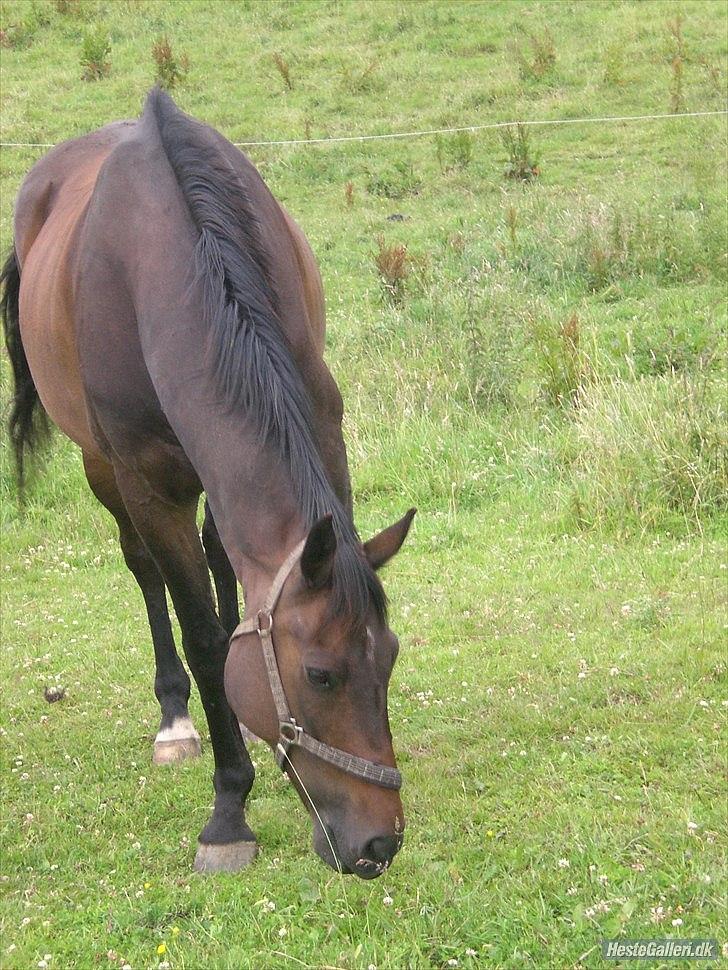 Trakehner Pari Poll <3SOLGT&SAVNET!!<3 billede 1