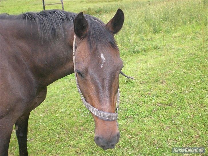 Trakehner Pari Poll <3SOLGT&SAVNET!!<3 billede 2